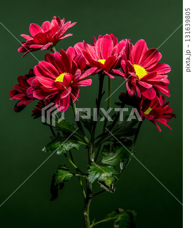 Vibrant Red Chrysanthemums with Dewdrops Against a Deep Green Background 131639805
