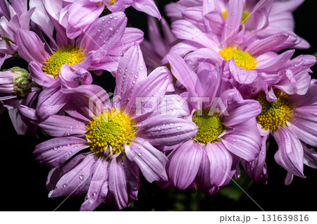 Soft Lavender Chrysanthemums with Dewdrops Against a Dark Background Soft Lavender Chrysanthemums with Dewdrops Against a Dark Background 131639816