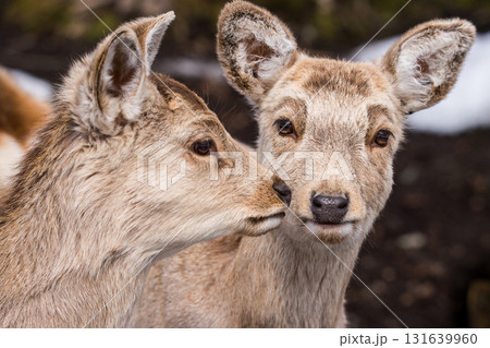 ささやく 131639960