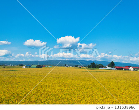 初秋の風景 131639966