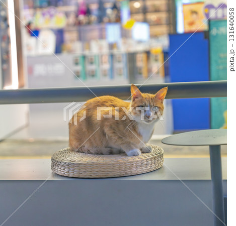 動物 動物学 飼猫 131640058