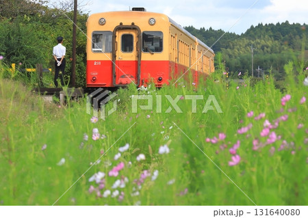 小湊鐵道「コスモス咲く上総川間駅に停車中の列車」 小湊鐵道「コスモス咲く上総川間駅に停車中の列車」 131640080