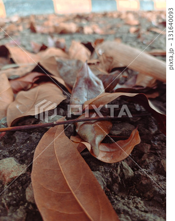 dry leaves on the ground dry leaves on the ground 131640093