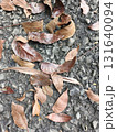 dry leaf on the ground 131640094
