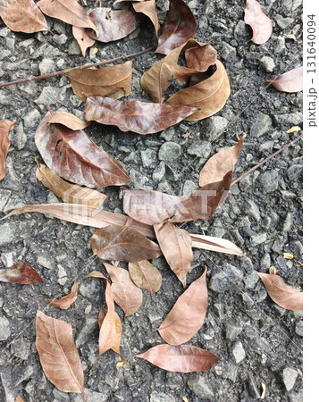 dry leaf on the ground dry leaf on the ground 131640094
