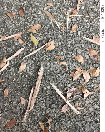 fallen leaves on the ground fallen leaves on the ground 131640095