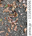 fallen leaves on ground 131640096