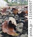 fallen autumn leaves on ground 131640097