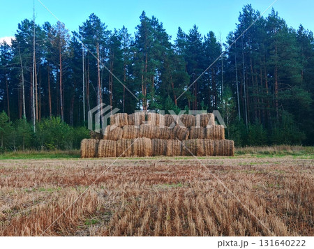 stacked hay bales after harvest at the edge of the field. Pile of straw bales. forest at background stacked hay bales after harvest at the edge of the field. Pile of straw bales. forest at background 131640222