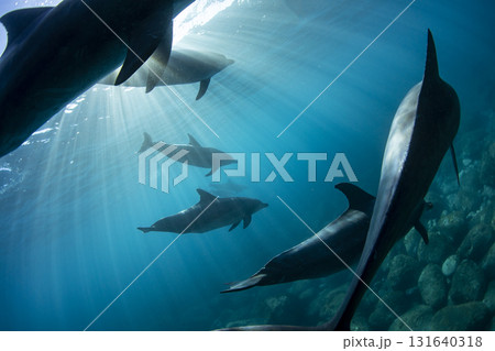 野生イルカの群れの中からの景色 131640318