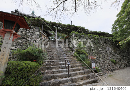 西国三十三所観音霊場、第20番札所「善峯寺」護摩堂側から見る遊龍の松 131640403