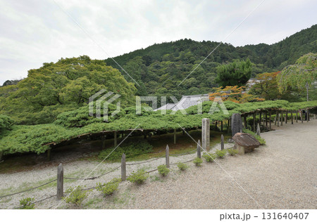 西国三十三所観音霊場、第20番札所「善峯寺」の遊龍の松 西国三十三所観音霊場、第20番札所「善峯寺」の遊龍の松 131640407