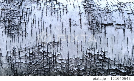 Pattern of the Silver Birch bark. close-up background birch bark black and white Pattern of the Silver Birch bark. close-up background birch bark black and white 131640648
