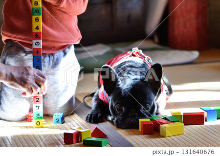 おもちゃで遊ぶ子供と遊んでほしいフレンチブルドッグ 131640676