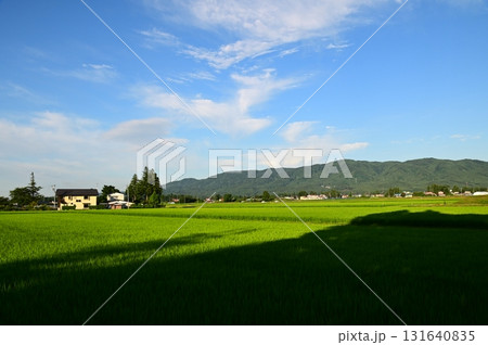 早朝の水田風景 131640835