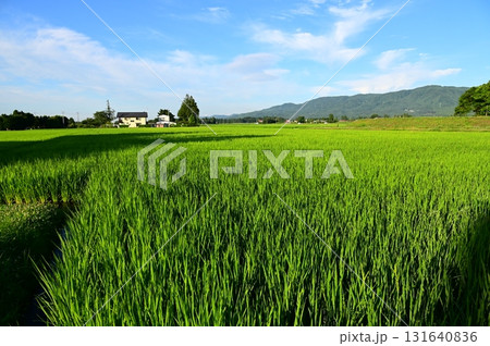 早朝の水田風景 131640836