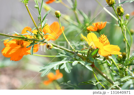 キバナコスモス(黄花秋桜) キバナコスモス(黄花秋桜) 131640971
