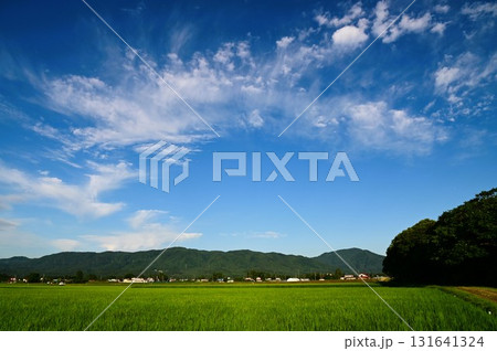 早朝の水田風景 131641324