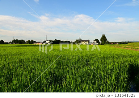 早朝の水田風景 131641325