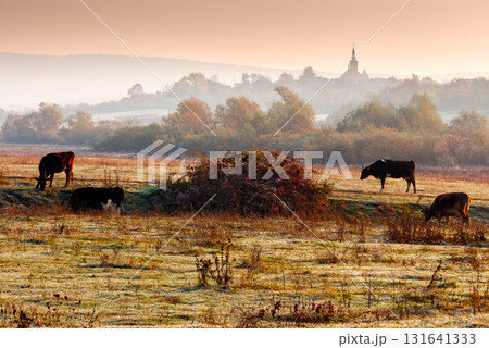 beautiful view of autumn countryside landscape in carpathian mountains. rural scene with cows grazing on meadow in frost. village behind trees with church on a hill in morning light under orange sky 131641333