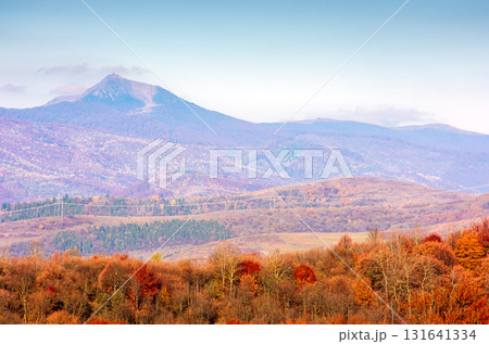 scenic mountain landscape in autumn. epic alpine scenery of carpathians with distant pikui peak under blue sky. beech forest in colorful foliage during fall season. amazing place on a sunny morning 131641334