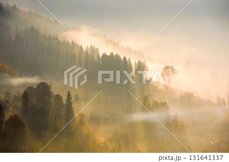 rising fog in valley. rural landscape in autumn. trees on the hill emerge from cold morning mist. village concealed in glowing haze. beautiful countryside scene in carpathian mountains at sunrise 131641337