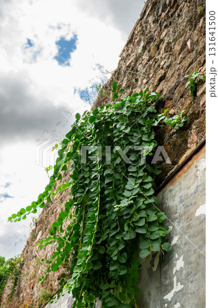 Green climbing plant growing on old stone wall against cloudy sky 131641500