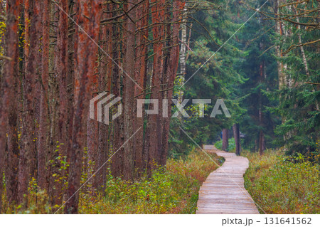 Wooden path through autumn pine forest in Lithuania Wooden path through autumn pine forest in Lithuania 131641562