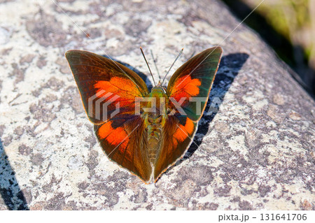 開翅するウラギンシジミ、俯瞰撮影 131641706