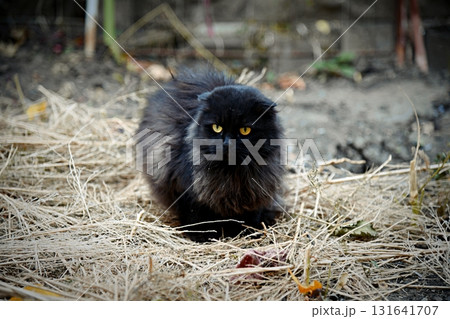 elegant black cat stands out under soft lighting, captivating with its piercing green eyes. The play of shadows and light enhances the beauty and grace of this majestic feline. 131641707