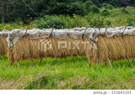 稲刈りをして天日干しをしている様子 131643101