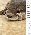 床に寝転ぶ眠そうなカワウソ 131643244