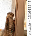 窓の外を見つめるカワウソ 131643245
