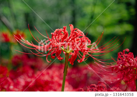 巾着田の曼珠沙華 巾着田の曼珠沙華 131643358