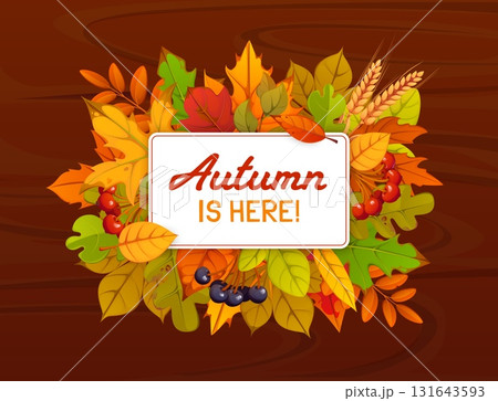 Autumn is here quote for seasonal greeting card with fall season leaves and berries, vector banner. Autumn harvest of wheat and acorns on wooden background with fall season oak, maple or birch foliage Autumn is here quote for seasonal greeting card with fall season leaves and berries, vector banner. Autumn harvest of wheat and acorns on wooden background with fall season oak, maple or birch foliage 131643593