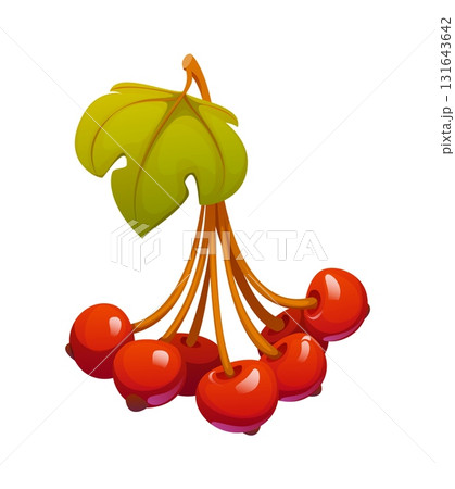 Cartoon cluster of autumn fall season Guelder rose berries with a green leaf. Isolated vector vibrant ripe autumnal red Viburnum berry plant, evoking feelings of forest harvest and coziness of season 131643642