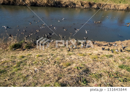 various various 131643844