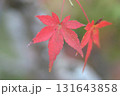 真っ赤な紅葉   思い切ってアップで写した紅葉 131643858