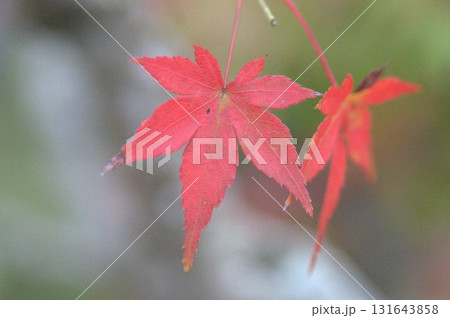 真っ赤な紅葉   思い切ってアップで写した紅葉 131643858