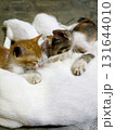Adorable newborn kittens cuddling and sleeping peacefully together 131644010