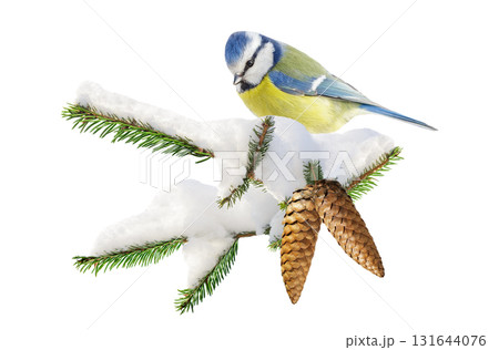 bird perching on branch of snowy fir tree isolated on white background. Blue tit 131644076