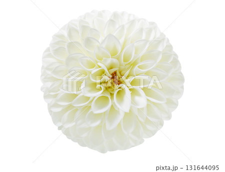 white dahlia flower isolated on white background, top view 131644095