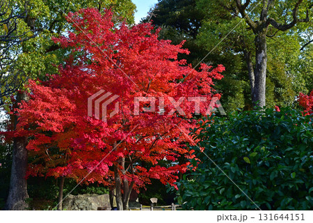 真っ赤な紅葉 真っ赤な紅葉 131644151