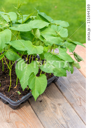 Tray with vegetable seedling on wooden work bench Tray with vegetable seedling on wooden work bench 131644169