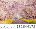 桜並木と菜の花のトンネル（春の田舎道・朝） 131644172