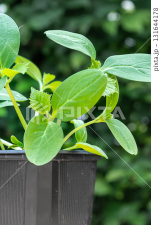Young cucumber plants in a pot on a workbench before planting Young cucumber plants in a pot on a workbench before planting 131644178