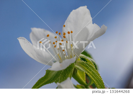 白い桃の花 131644268