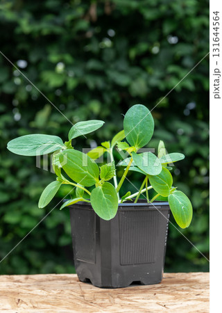 Young cucumber plants in a pot on a workbench before planting 131644564