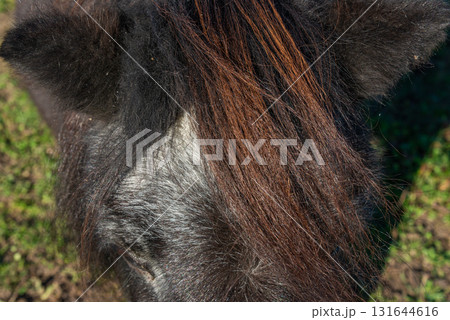 Detail of Shetland pony on pasture 131644616