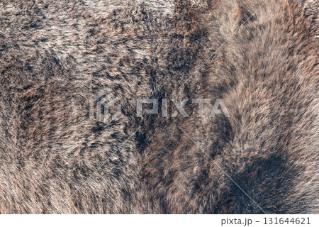 Close-up of fur of pony horse 131644621